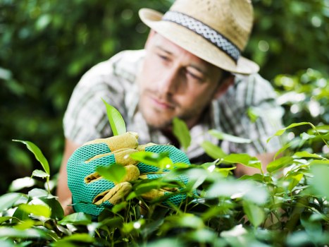 Professional lawn mowing service caring for a green yard in Woodside
